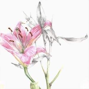 Nature drawing workshop with Lisa Temple-Cox 
